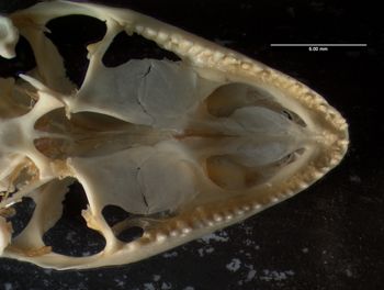 Media type: image;   Herpetology R-132837